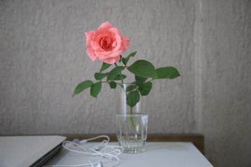 Rose in a cup.