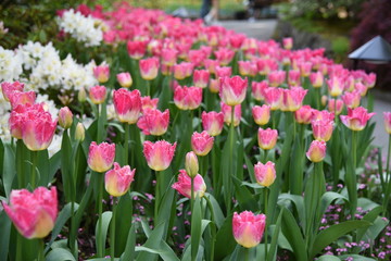 pink and yellow tulips