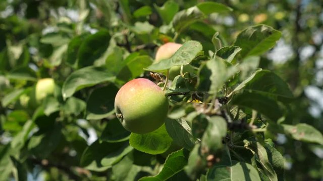 Green apples on the tree. organic fruit. beautiful apples ripen on a branch in the rays of the sun. agricultural business. Apples on tree.