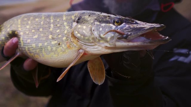 Fisherman holds caught pike in his hands