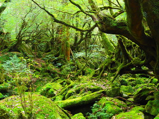 屋久島