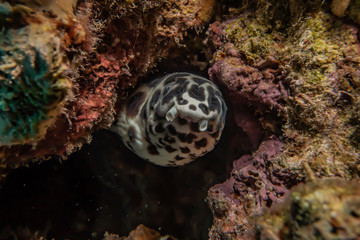 Tiger Snake Eel in the Red Sea Colorful and beautiful, Eilat Israel