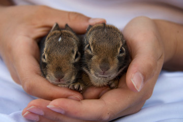 Closeup of two tiny baby bunnies from a spring litter being held gently in human hands with faces...