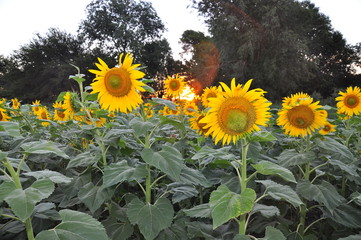 Girasoles con el brillo del sol