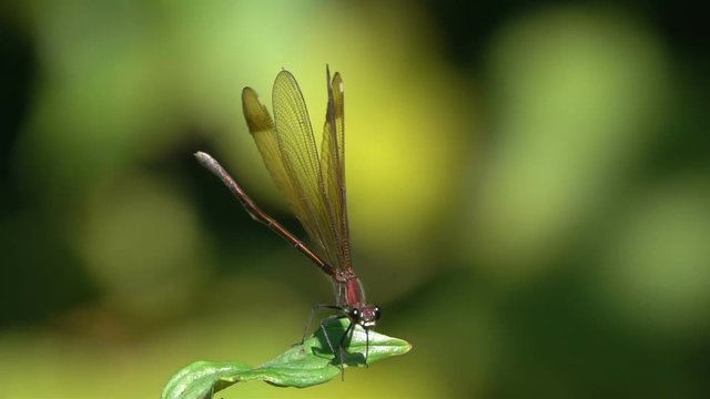 Beautiful Dragonfly landing green nature