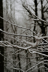 branch of a tree in winter