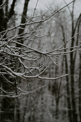 snowy branch