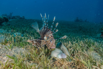 Lion fish in the Red Sea colorful fish, Eilat Israel