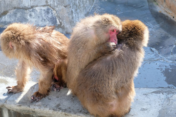 Monkey Onsen - Massage