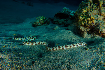Naklejka na ściany i meble Tiger Snake Eel in the Red Sea Colorful and beautiful, Eilat Israel