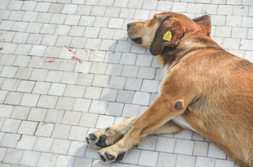 Tagged,Sleeping stray dog,Skopje,Macedonia.