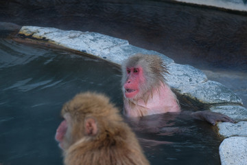 Obraz premium Monkey Onsen - Massage