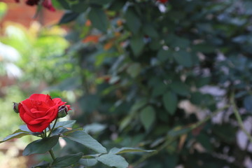 red rose in the garden
