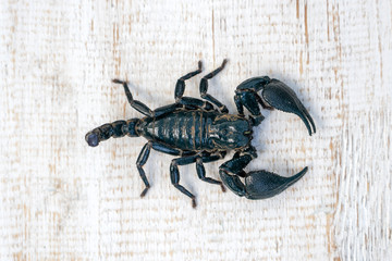 Asian black scorpion on white wooden background in Ubud, island Bali, Indonesia. Closeup