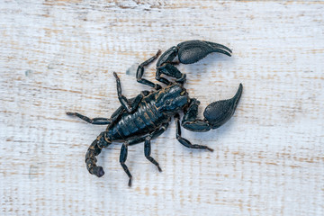 Asian black scorpion on white wooden background in Ubud, island Bali, Indonesia. Closeup