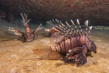 Lion fish in the Red Sea colorful fish, Eilat Israel