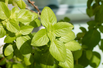 Close up fresh green basil herb leaves.