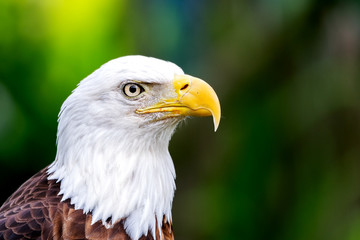 Photo of a Bald Eagle, symbol of the United States of America.