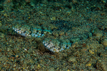 Tiger Snake Eel in the Red Sea Colorful and beautiful, Eilat Israel