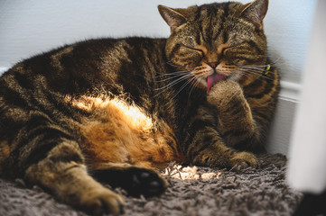 cat Portrait of Happy sleep love to animals concept