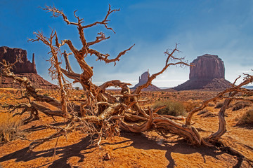 Bristlecone Pines wood frames spires of Monument Valley.