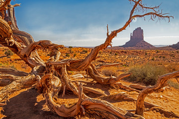 Bristlecone Pines wood frames spires of Monument Valley.