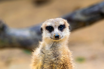 Photo of a Meerkat (Suricata suricatta). This mammal can be found in the Kalahari desert, the Namib desert, Angola and South  Africa. 