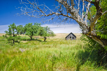 Obraz premium Abandoned Shed in Forgotten Field of green