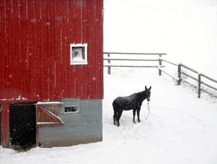 Donkey Standing In Snow between Fence and. Barn