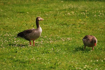 Naklejka na ściany i meble Two Greylag goose in Norway grassy green field
