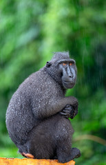 The Celebes crested macaque . Green natural background. Crested black macaque, Sulawesi crested macaque, celebes macaque or the black ape.  Natural habitat. Sulawesi. Indonesia.