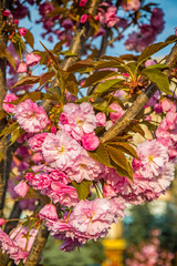 Close-up branch of blossoming pink sakura tree in the garden