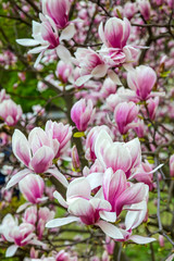 Obraz na płótnie Canvas Pink magnolia flowers in the garden. Natural soft floral background