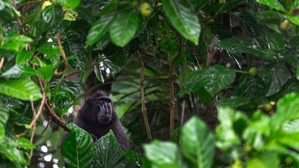 The Celebes crested macaque on the branch of the tree. Close up portrait. Crested black macaque, Sulawesi crested macaque, sulawesi macaque or the black ape.  Natural habitat. Sulawesi. Indonesia.