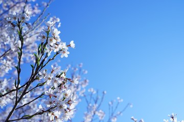 満開に咲く桜の花を本当に美しい