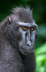 The Celebes crested macaque. Front view, Close up portrait. Green natural background. Crested black macaque, Sulawesi crested macaque, or the black ape.  Natural habitat. Sulawesi. Indonesia.