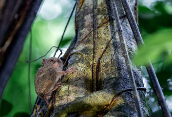 The spectral tarsier on the tree. Scientific name: Tarsius spectrum, also called Tarsius tarsier. Natural habitat. Sulawesi Island. indonesia