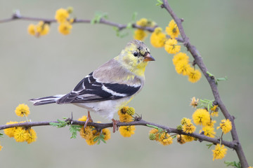 Spinus psaltria perched on a mimosa branch