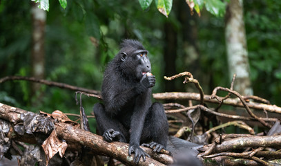 The Celebes crested macaque eating. Green natural background. Crested black macaque, Sulawesi crested macaque, or the black ape.  Natural habitat. Sulawesi. Indonesia.