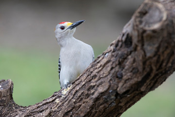 Melanerpes aurifrons perched on a trunk outside backyard home feeder