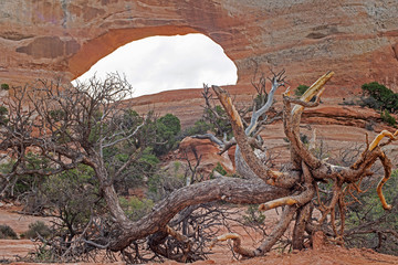 Bristlecone Pine lays around the landscape in Monument Valley.