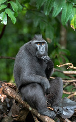 The Celebes crested macaque eating. Green natural background. Crested black macaque, Sulawesi crested macaque, or the black ape.  Natural habitat. Sulawesi. Indonesia.