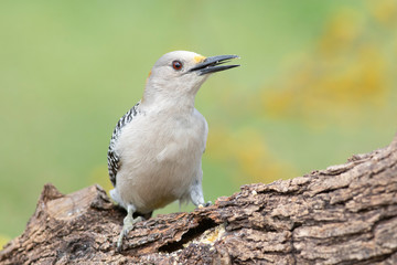 Melanerpes aurifrons perched on a trunk backyard home feeder outside