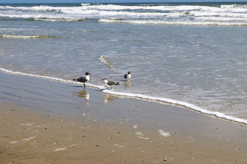 Seagulls playing at the waters edge