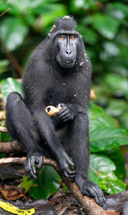 Obraz premium The Celebes crested macaque eating. Green natural background. Crested black macaque, Sulawesi crested macaque, or the black ape. Natural habitat. Sulawesi. Indonesia.