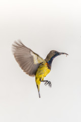 sunbirds are flying on white background