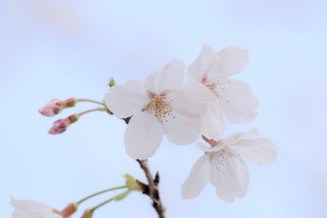 桜