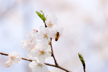 桜とミツバチ