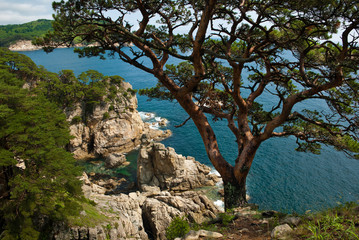 tree growing in the rocks above the sea - 257559357