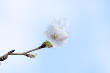桜と青空